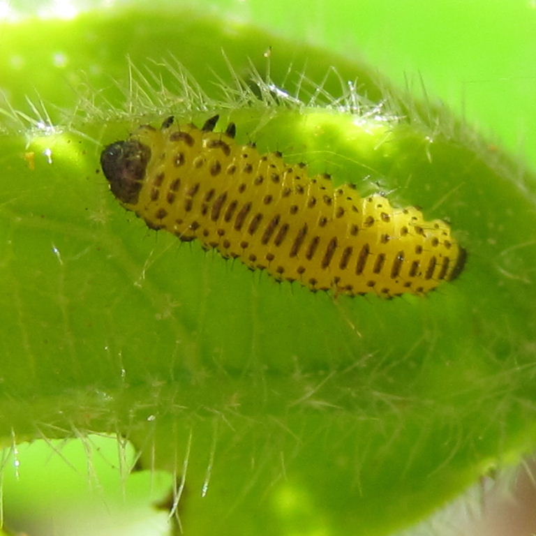 Viburnum Beetle Larva