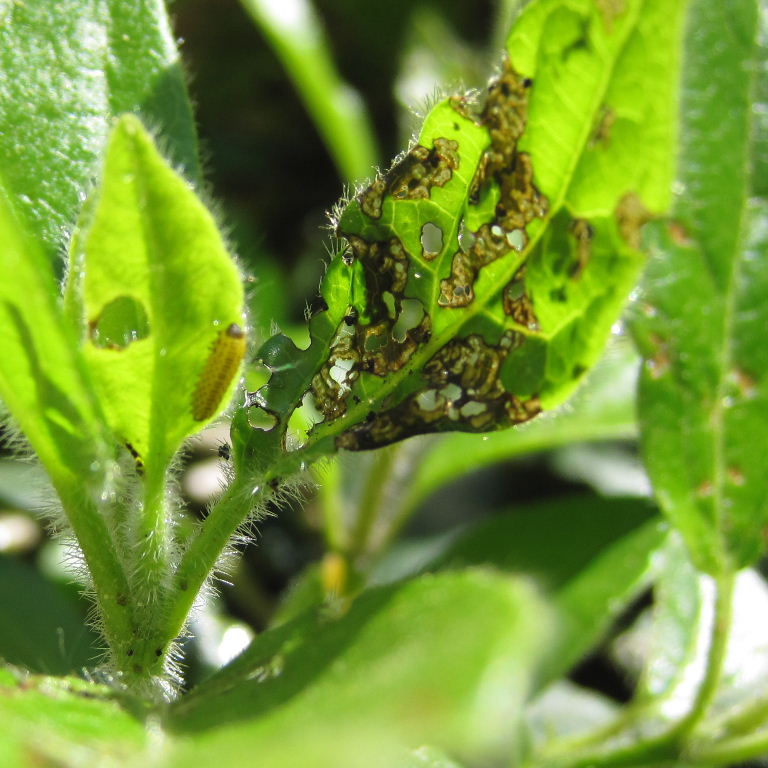 Viburnum Beetle Larva