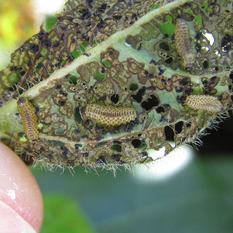 Viburnum Beetle Larvae