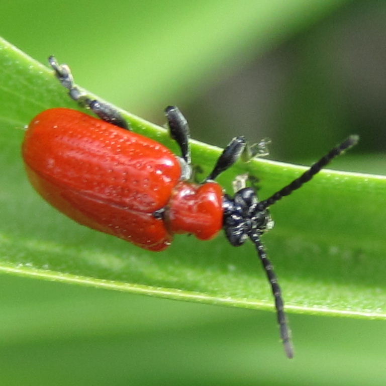 Red Lilly Beetle