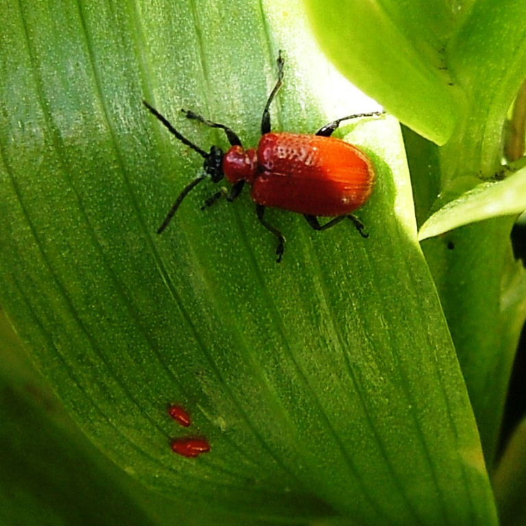 Red Lilly Beetle