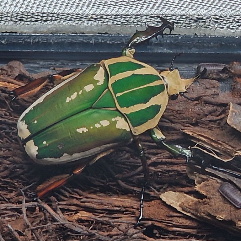 Ugandan Giant Flower Beetle