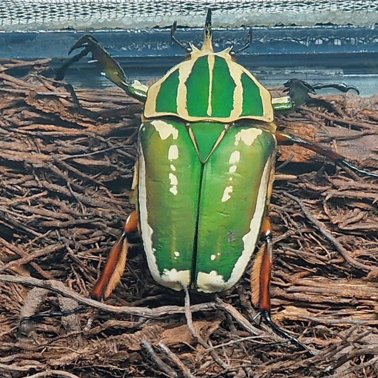 Ugandan Giant Flower Beetle