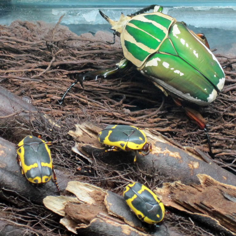 Ugandan Giant Flower and Yellow-bellied Sun Beetles