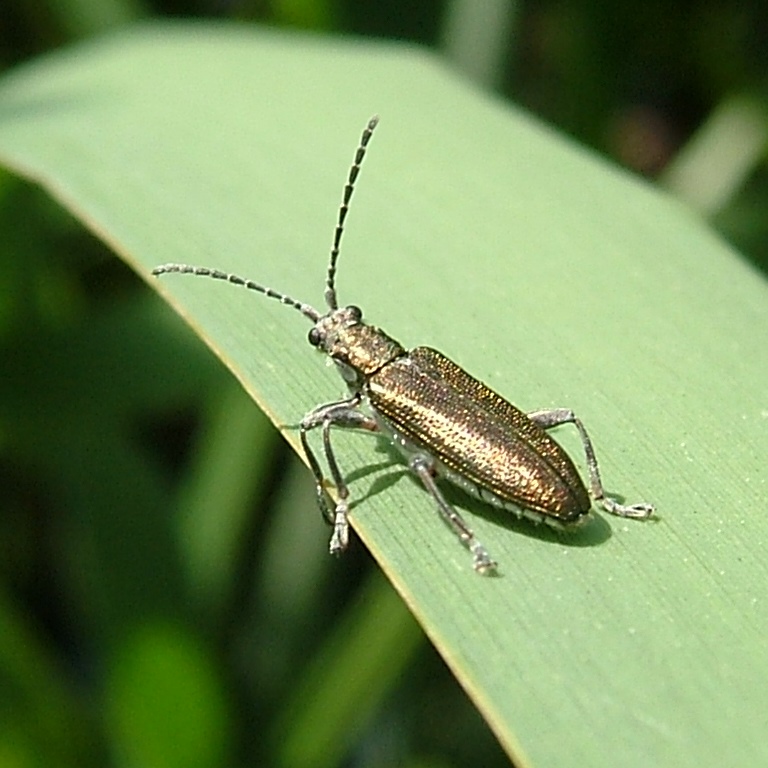 Golden Reed Beetle