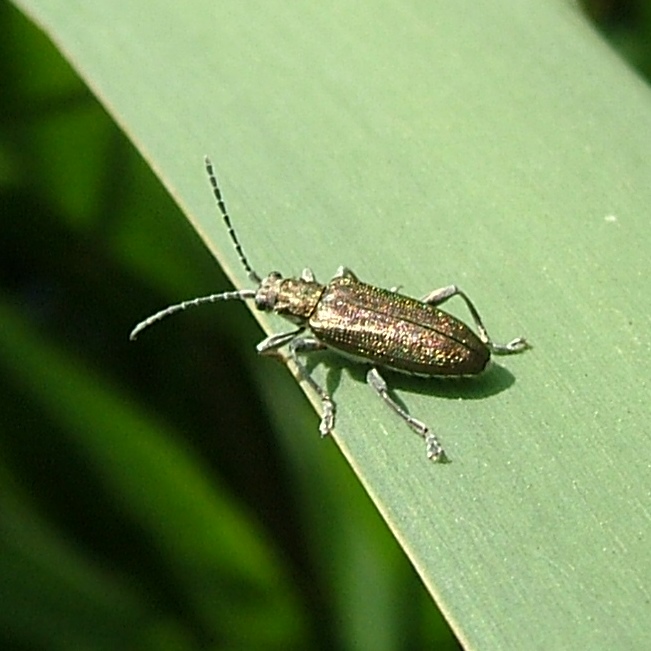 Golden Reed Beetle