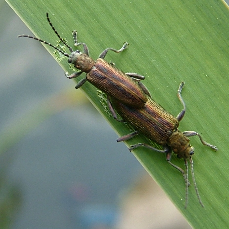 Common Reed Beetle