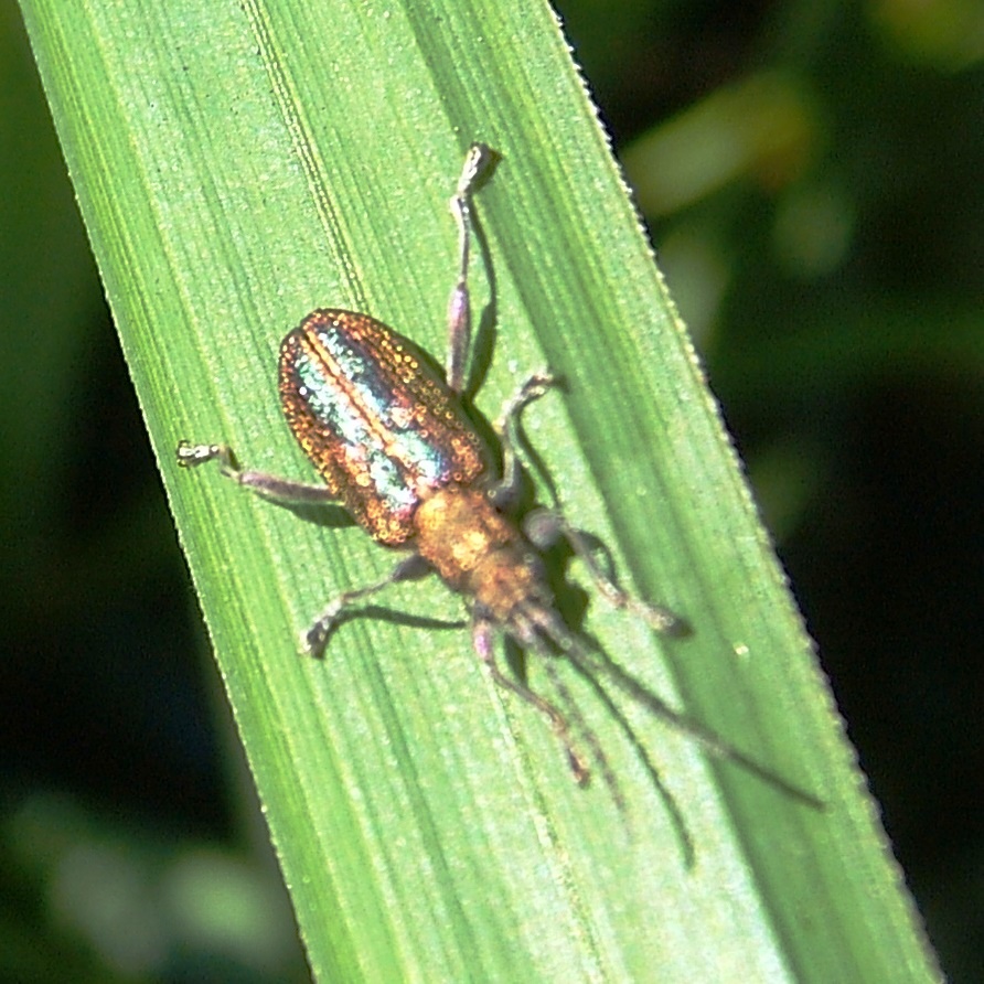 Common Reed Beetle