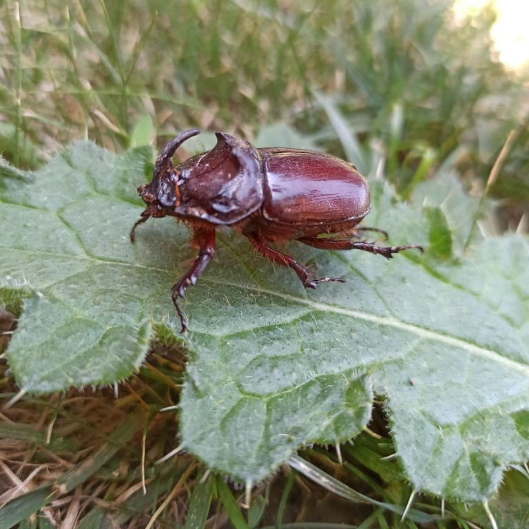 European Rhinoceros Beetle