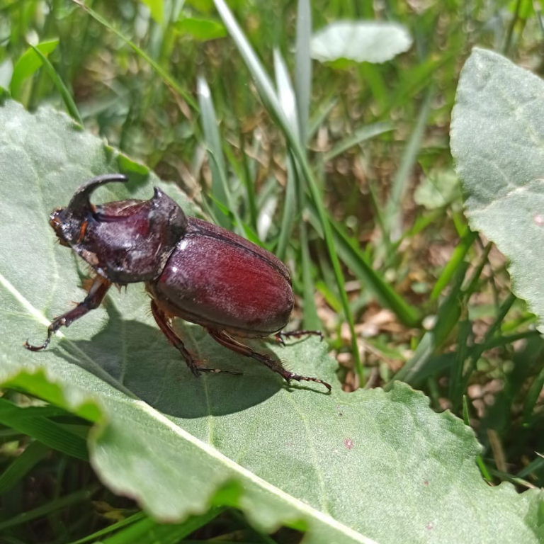 European Rhinoceros Beetle