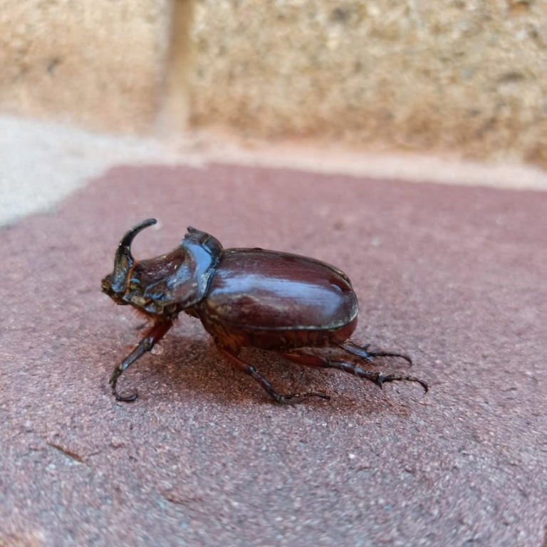 European Rhinoceros Beetle