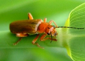 Cantharis livida