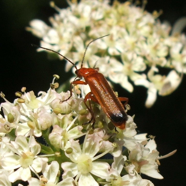 Common Red Soldier Beetle