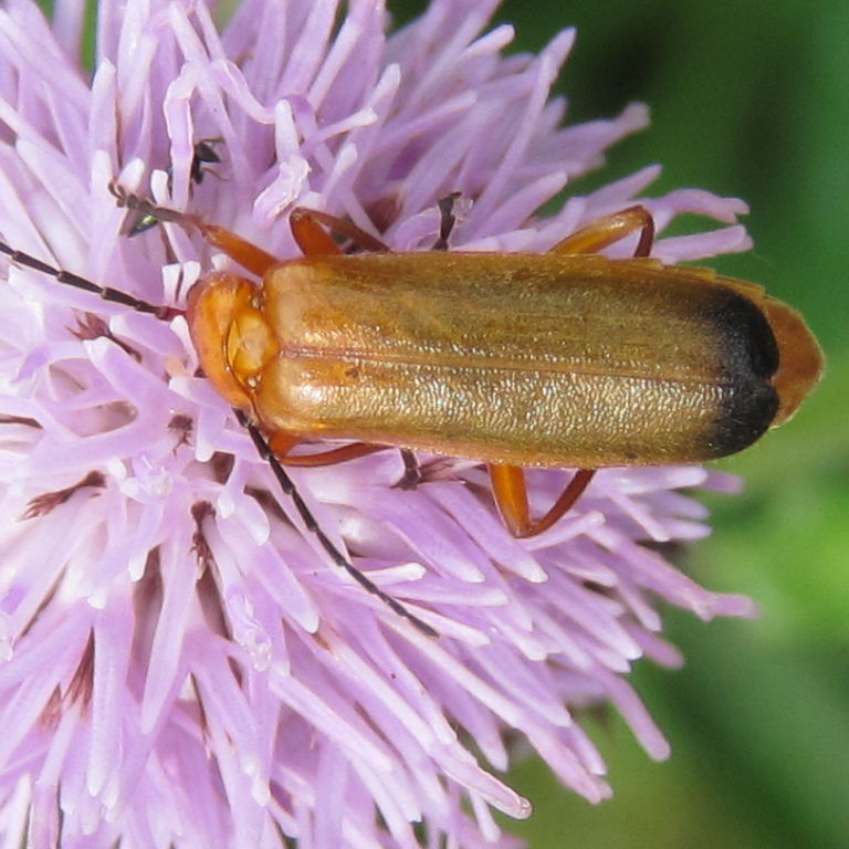 Common Red Soldier Beetle