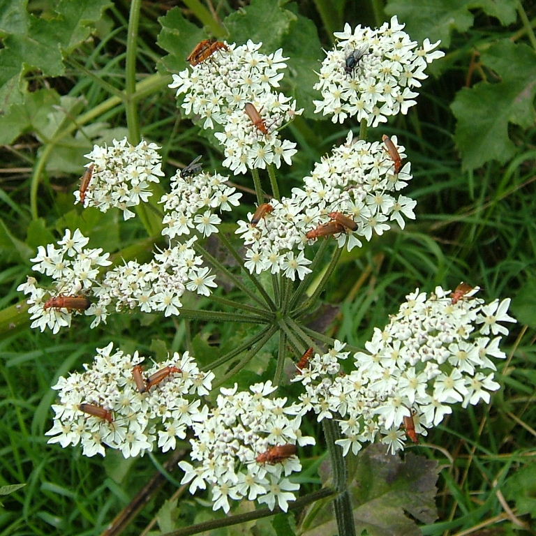 Common Red Soldier Beetle
