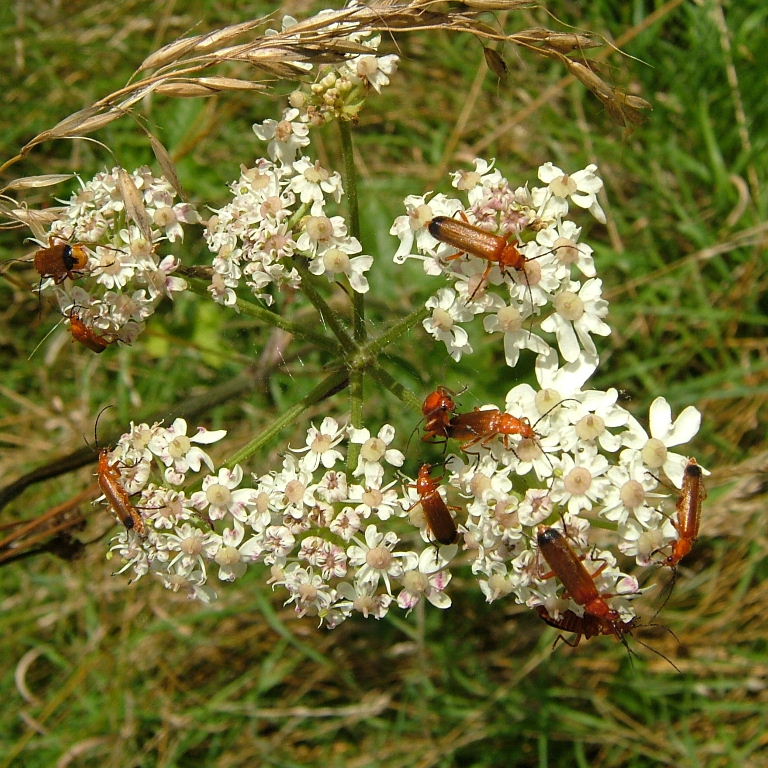 Common Red Soldier Beetle
