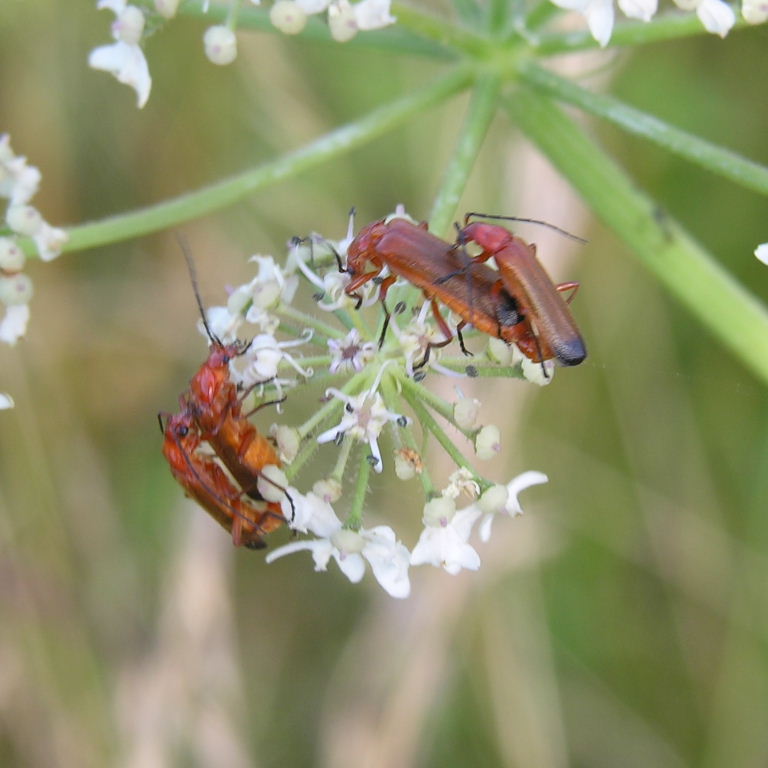 Black-tipped Red Soldier Beetle