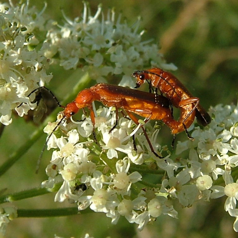 Common Red Soldier Beetle