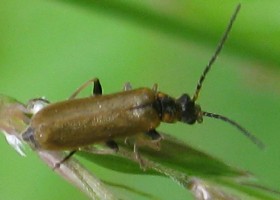 Rhagonycha limbata