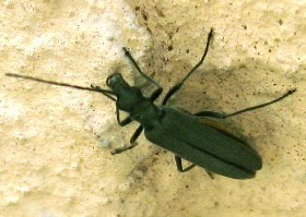 oedemera_virescens