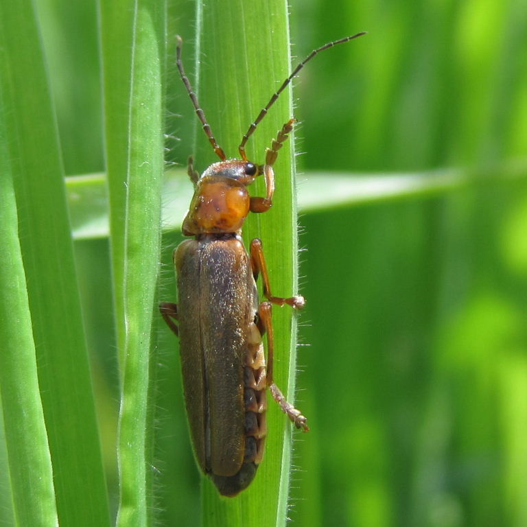 Rufa Soldier Beetle
