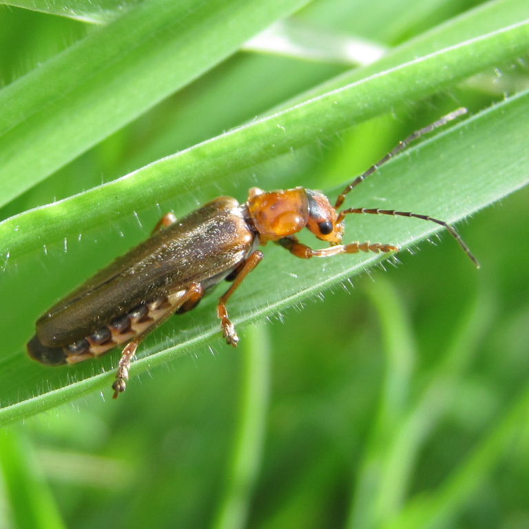 Rufa Soldier Beetle