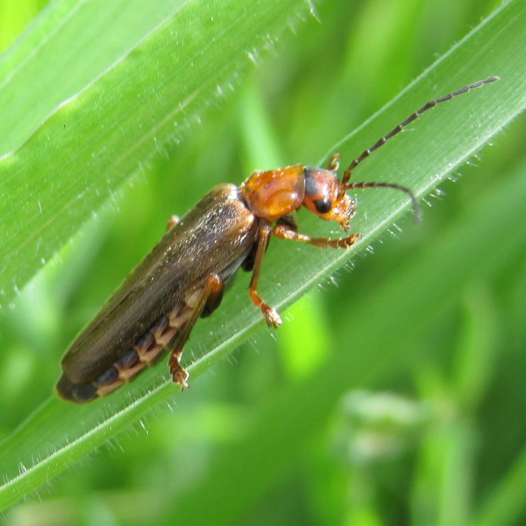 Rufa Soldier Beetle