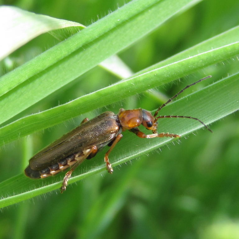 Rufa Soldier Beetle