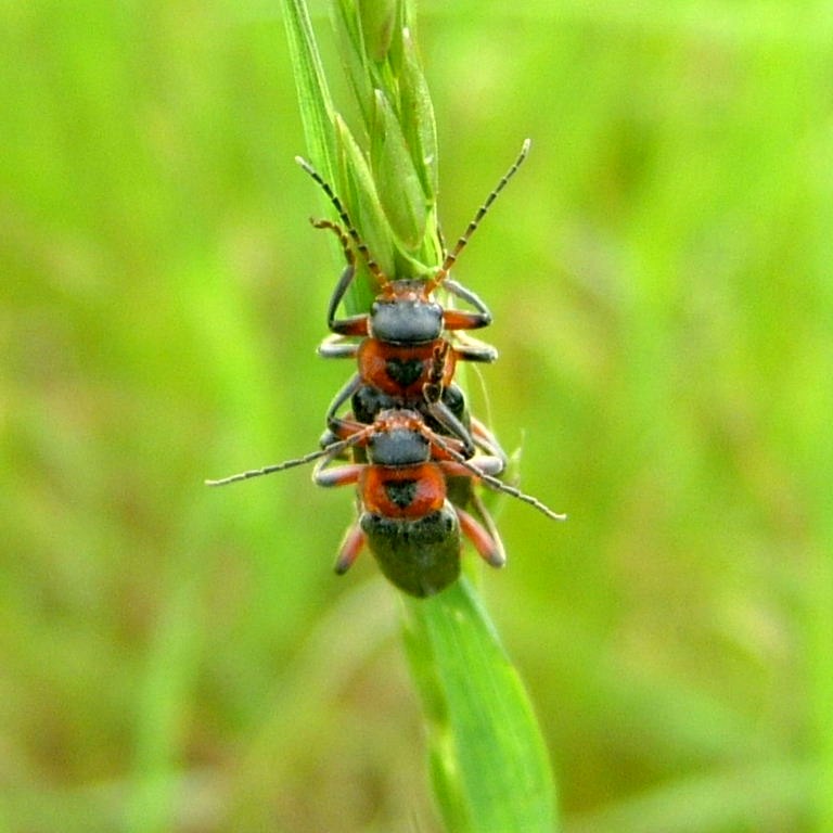 Rustic Sailor Beetle