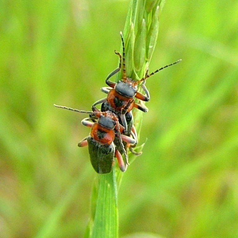 Rustic Sailor Beetle