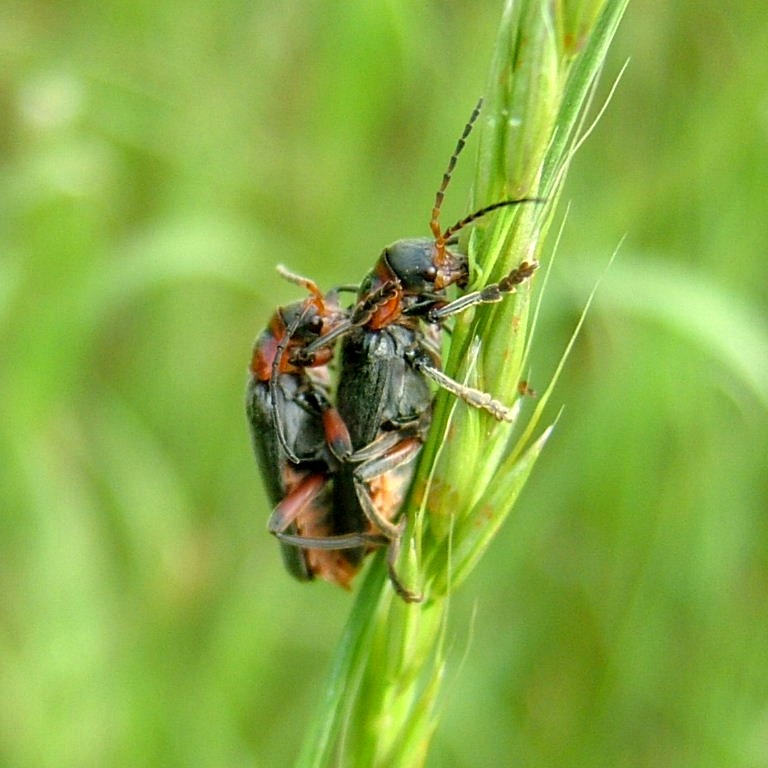 Rustic Sailor Beetle