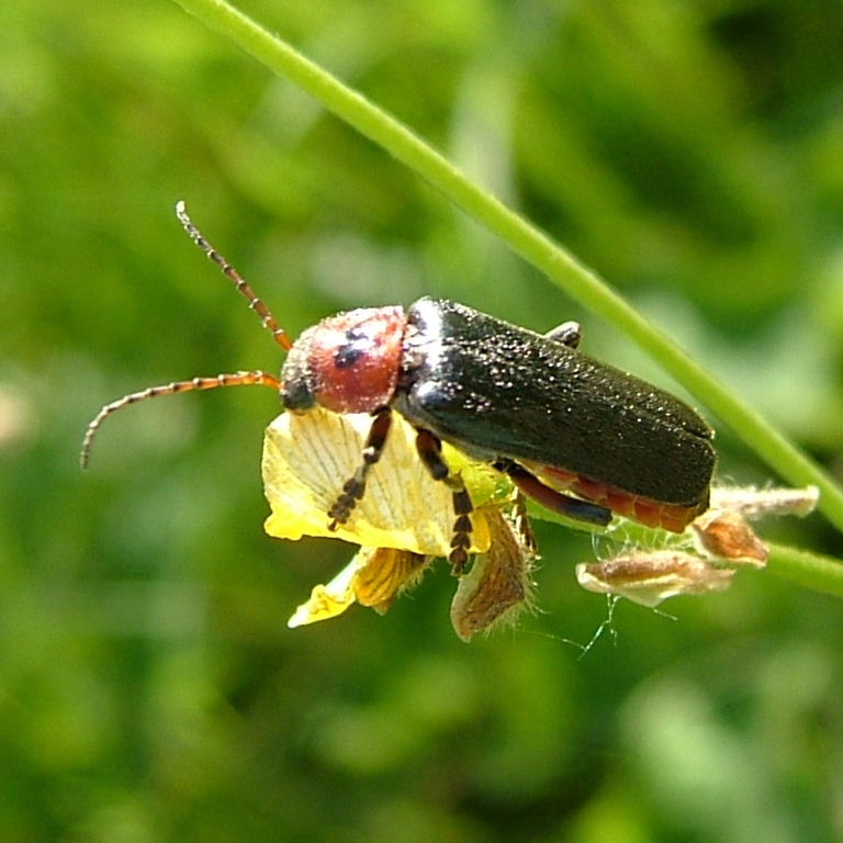 Rustic Sailor Beetle