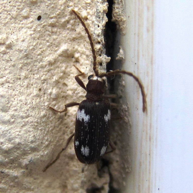 Six-spot Spider Beetle