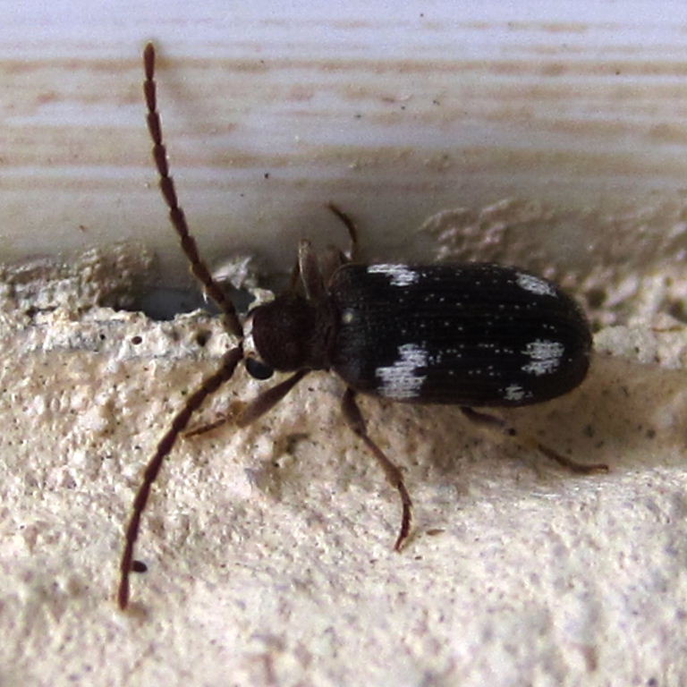 Six-spot Spider Beetle