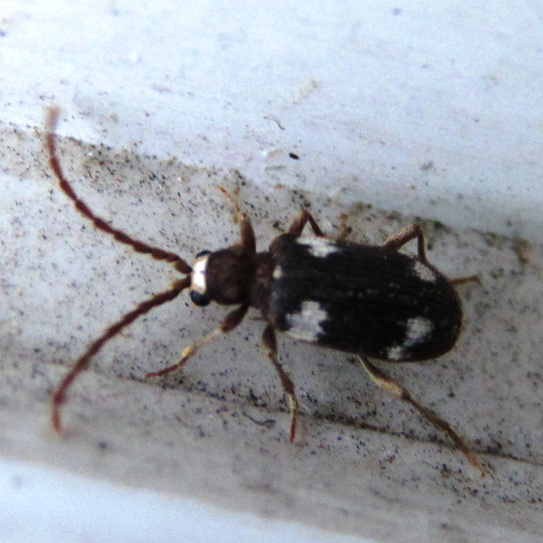 Six-spot Spider Beetle