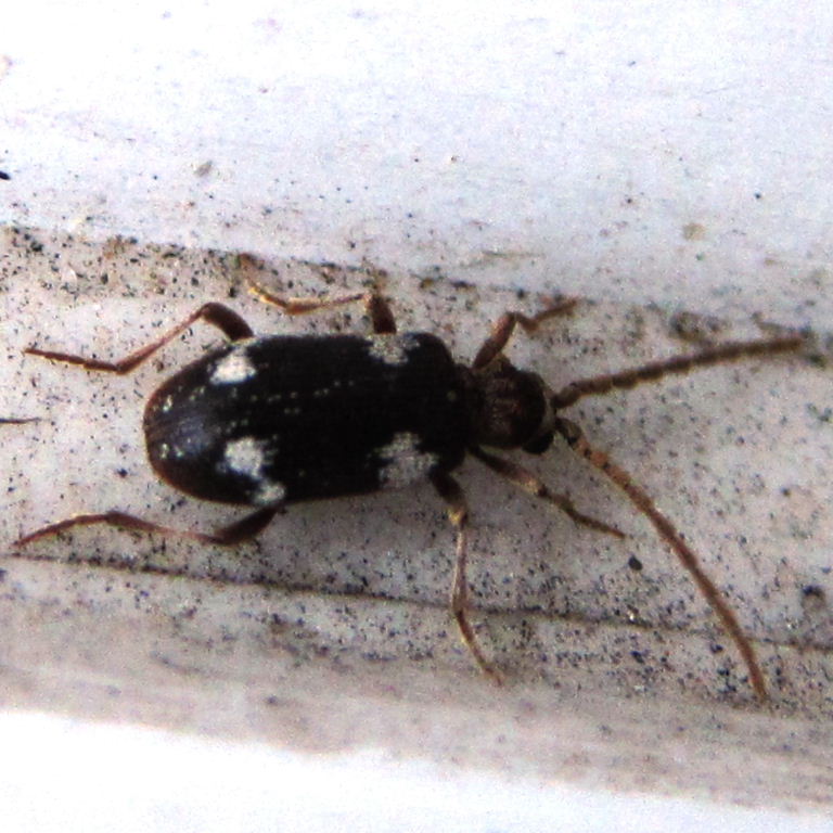 Six-spot Spider Beetle