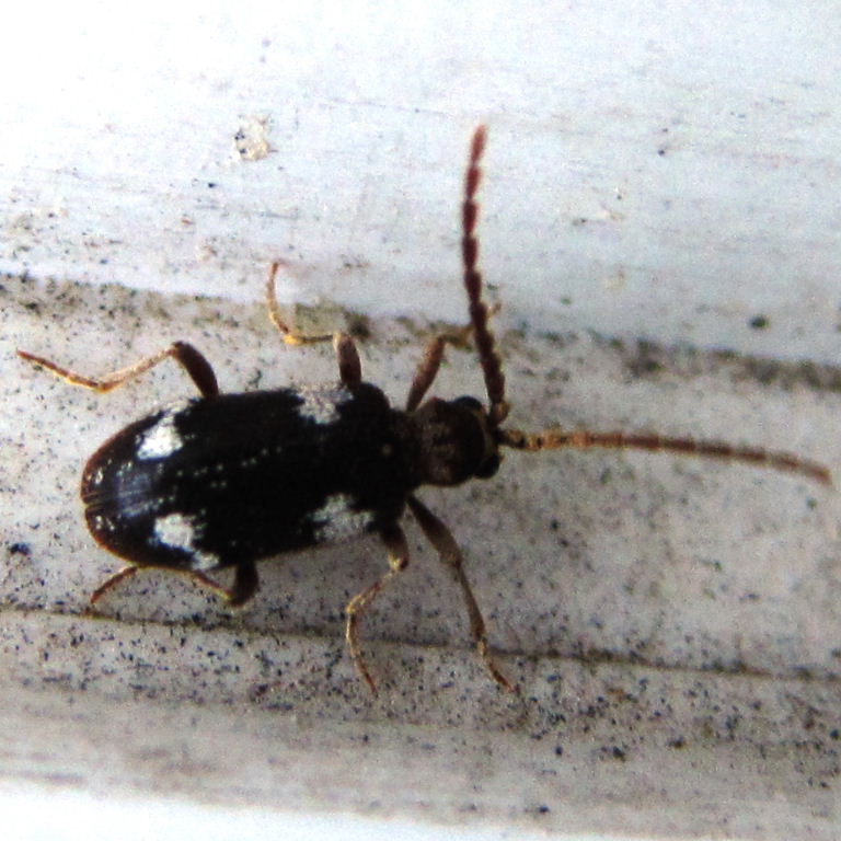 Six-spot Spider Beetle