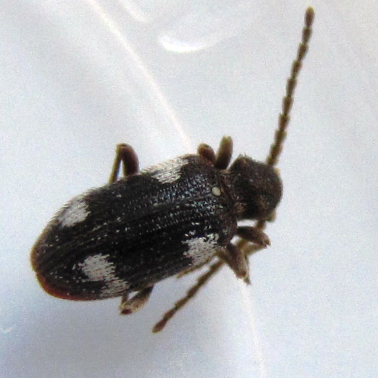 Six-spot Spider Beetle