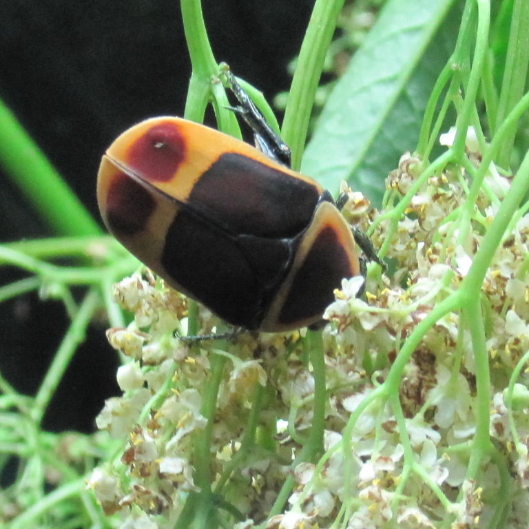 Saddled Sun Beetle