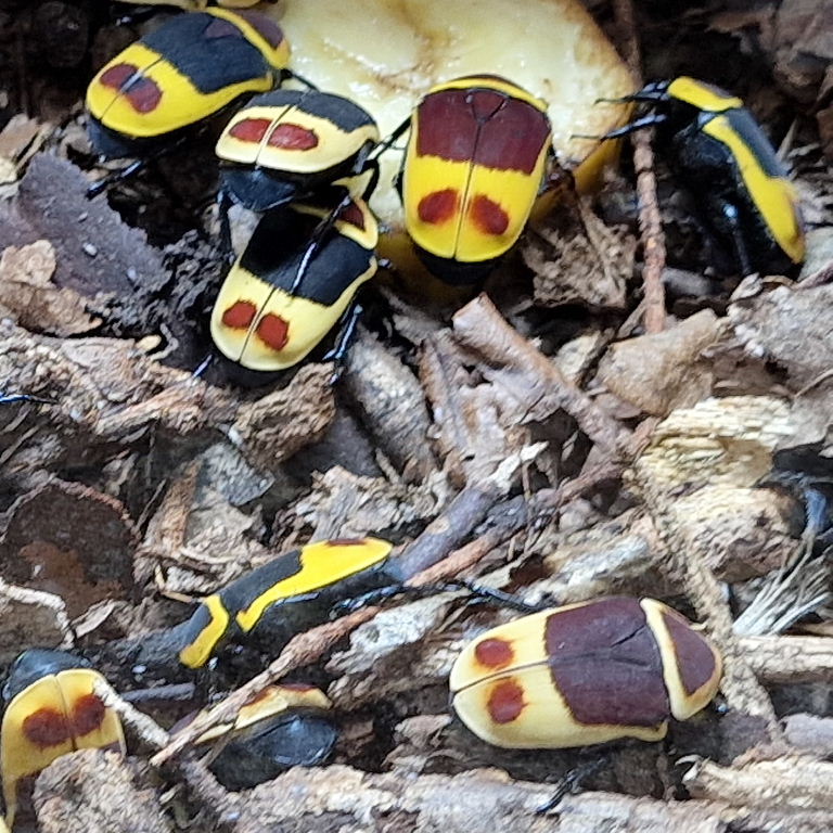 Saddled Sun Beetle