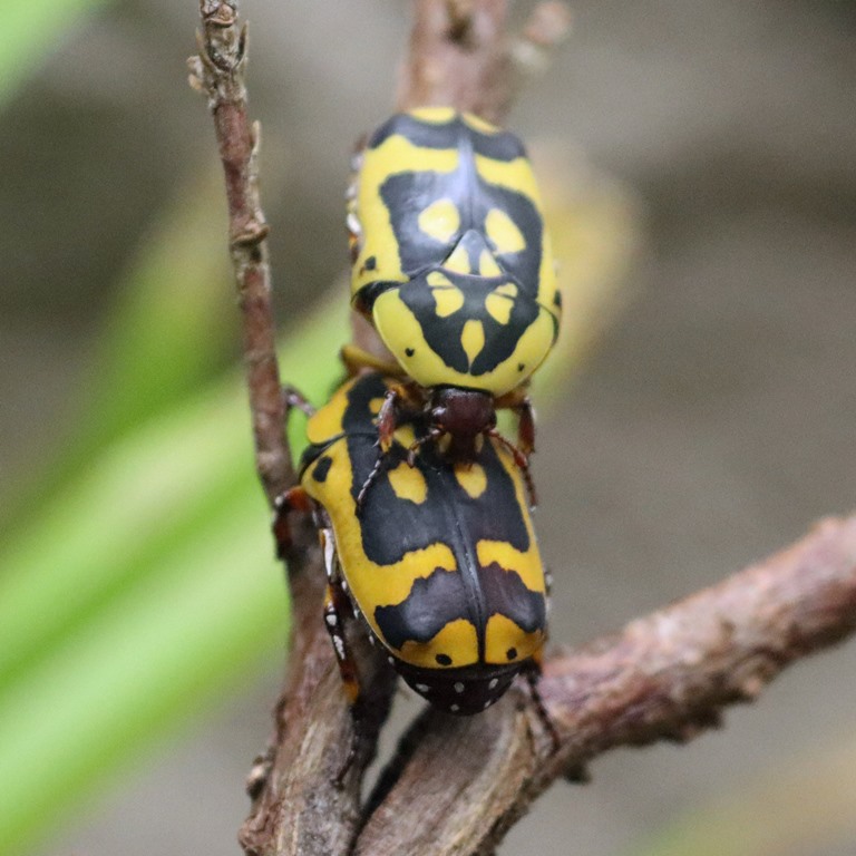 Yellow-bellied Sun Beetle fissipunctum