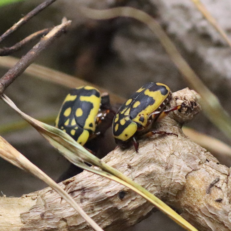 Yellow-bellied Sun Beetle fissipunctum