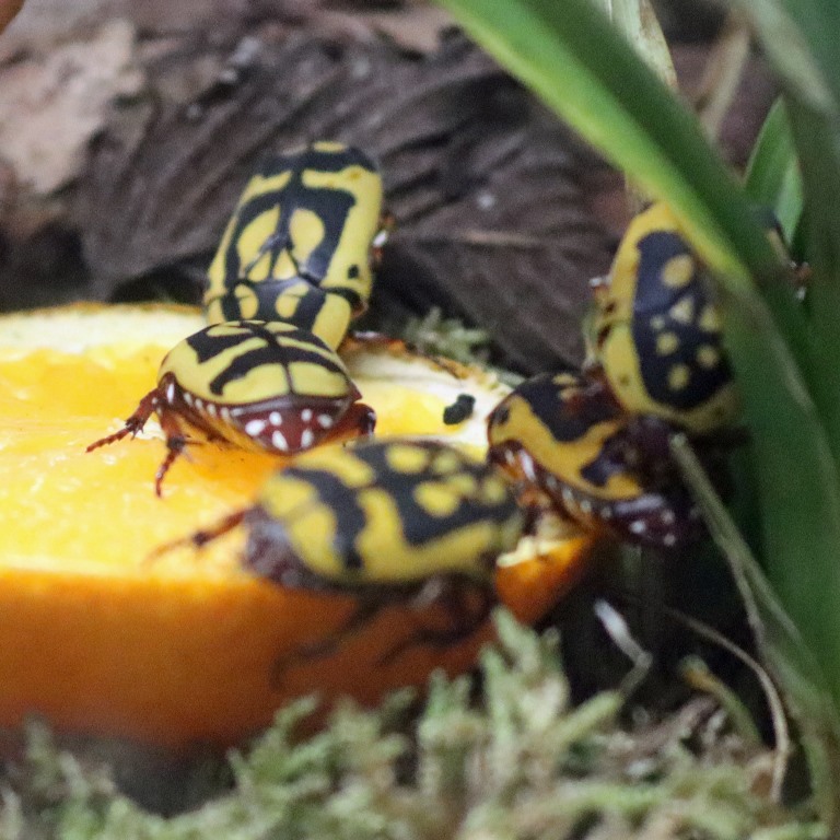 Yellow-bellied Sun Beetle on orange