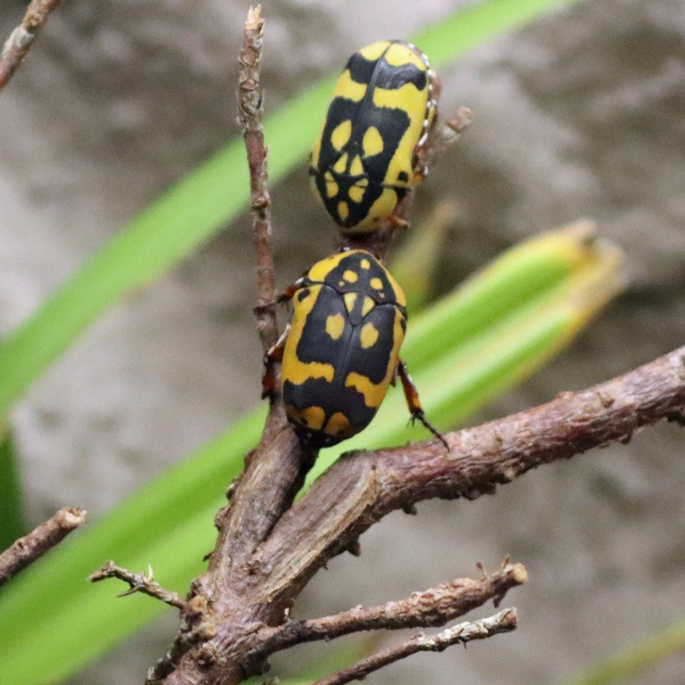 Yellow-bellied Sun Beetle fissipuncta