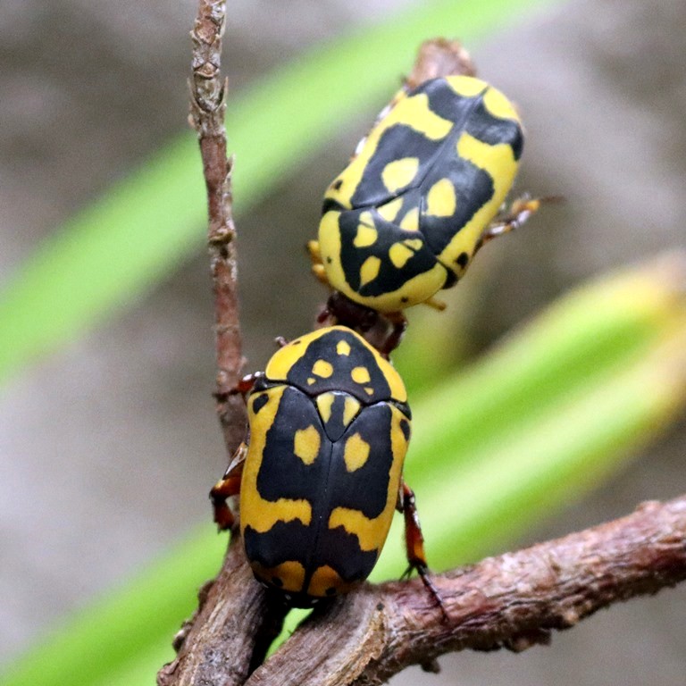 Yellow-bellied Sun Beetle fissipuncta
