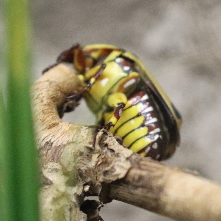 Yellow-bellied Sun Beetle yellow belly
