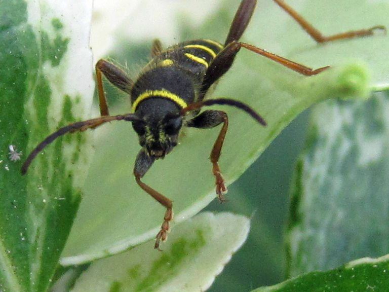 Wasp Beetle