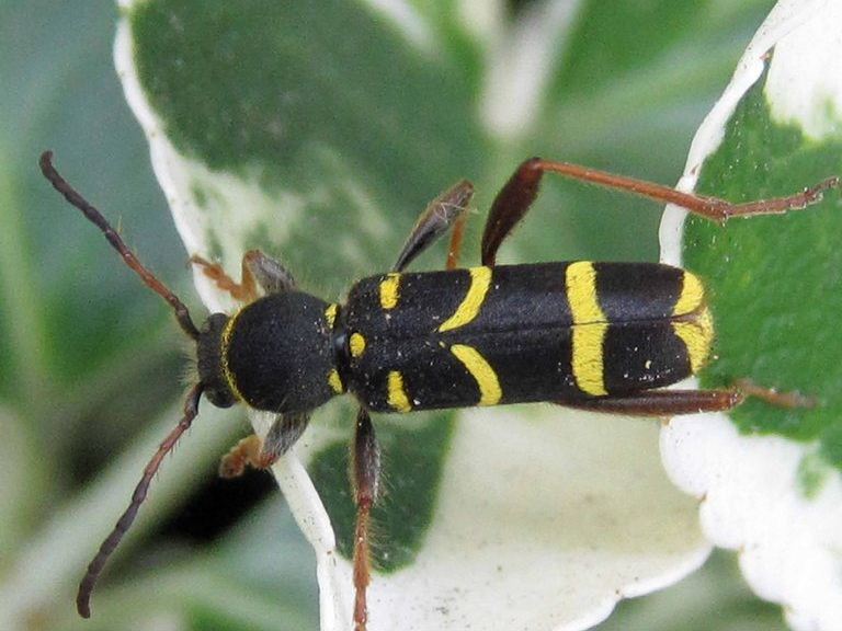 Wasp Beetle