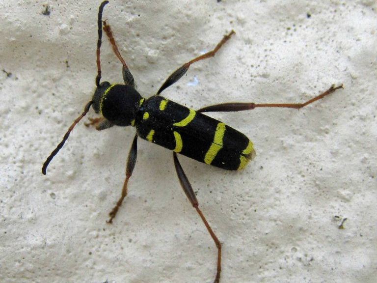 Wasp Beetle