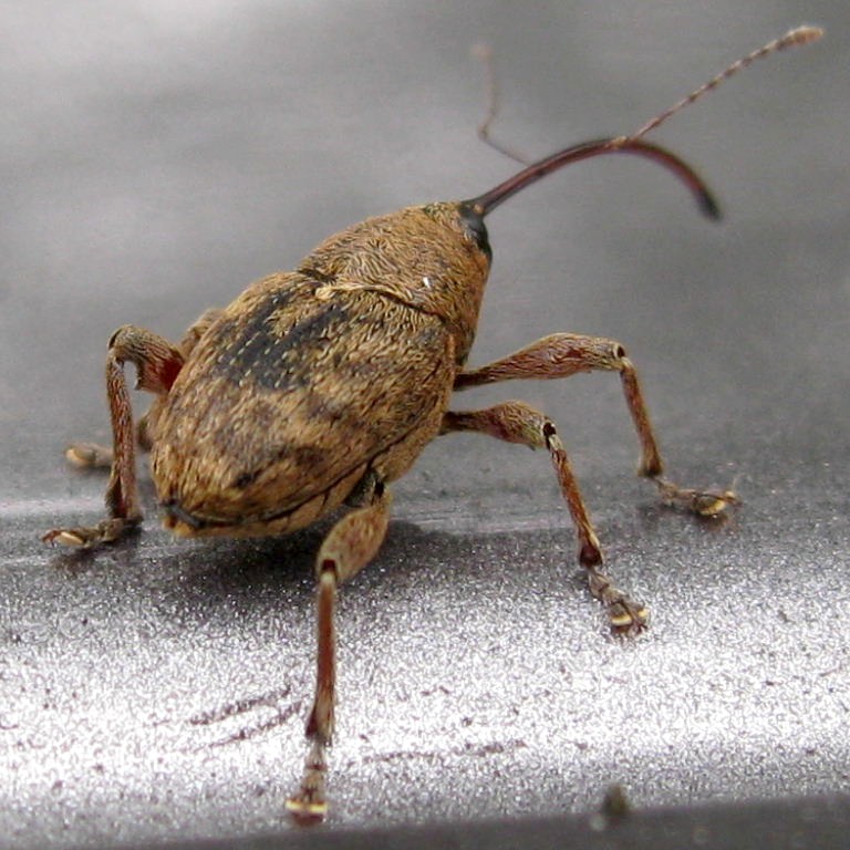 Acorn Weevil